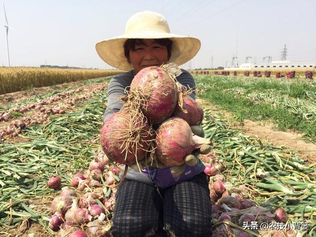 农民怎样才能种出又大又好的洋葱？种植洋葱时注意这5点