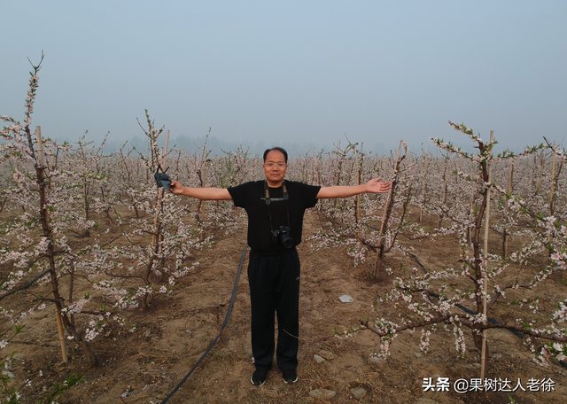 桃树栽培管理学问多，学习了解这些错，避免一错再错伤心多