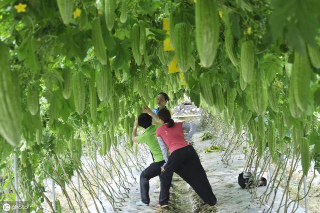 种植苦瓜，一亩地赚了五六万，种植户高兴的不得了