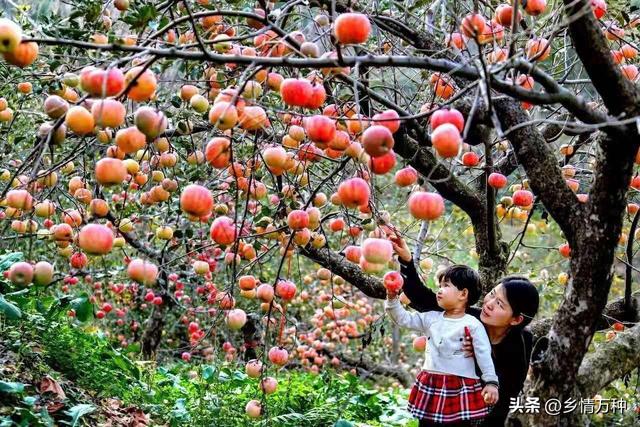 亲手栽培：种植果树的乐趣与收获