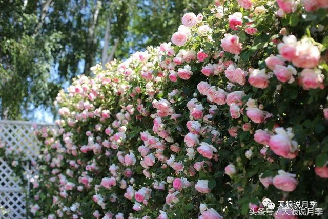 让龙沙宝石开出300朵花的种植秘籍