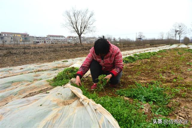 中药材白芷春季除草，决定种植成败，3种错误方式应提前避免