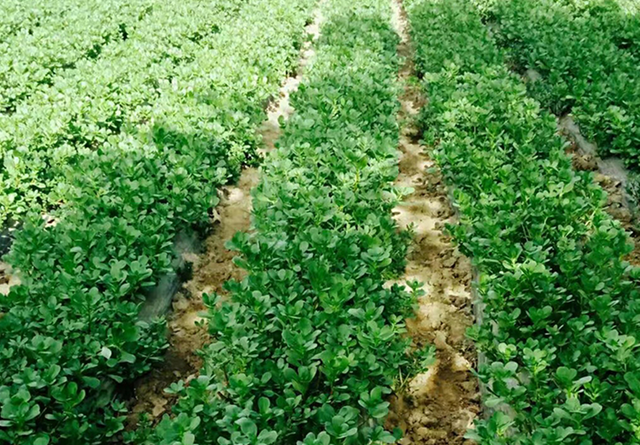 要说农村种植啥蔬菜能赚钱，首推三种，简单销路好