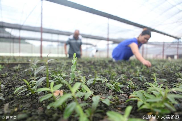 药用种植类——铁皮石斛种植方法