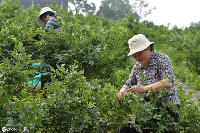 在南方种蓝莓，如何选择品种？如何建园选地？如何定植？