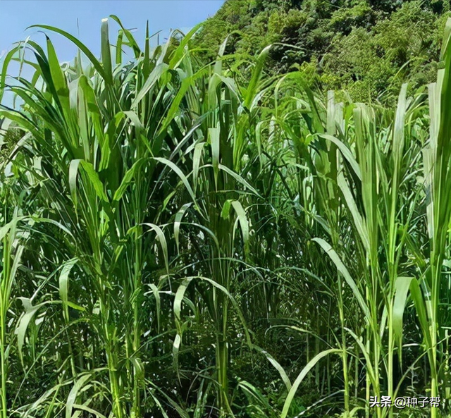 被称为“鱼草”的苏丹草，茎秆叶子柔软，消化率高，来看怎么种的