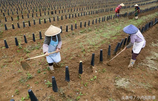 韭黄是如何种出来的你知道吗？小卢哥实拍韭黄种植