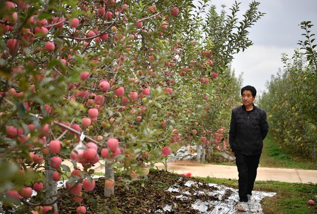 陕西洛川：土苹果变身“时尚果”