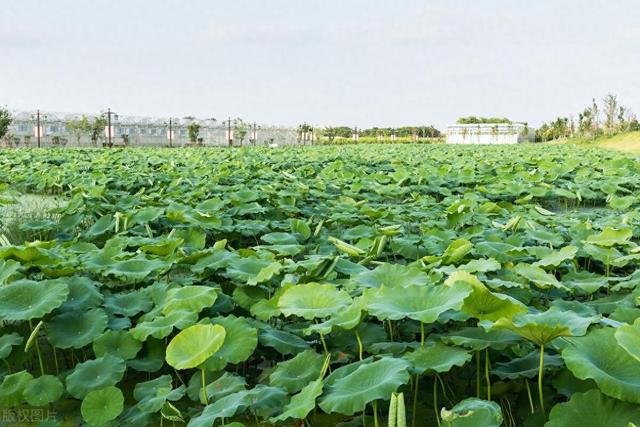 莲藕种植要点大揭秘：时机、地点、方法，助你成就丰盛收获！