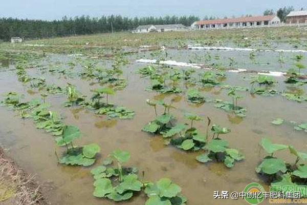 莲藕的亩产量是多少？莲藕的种植高产管理技术