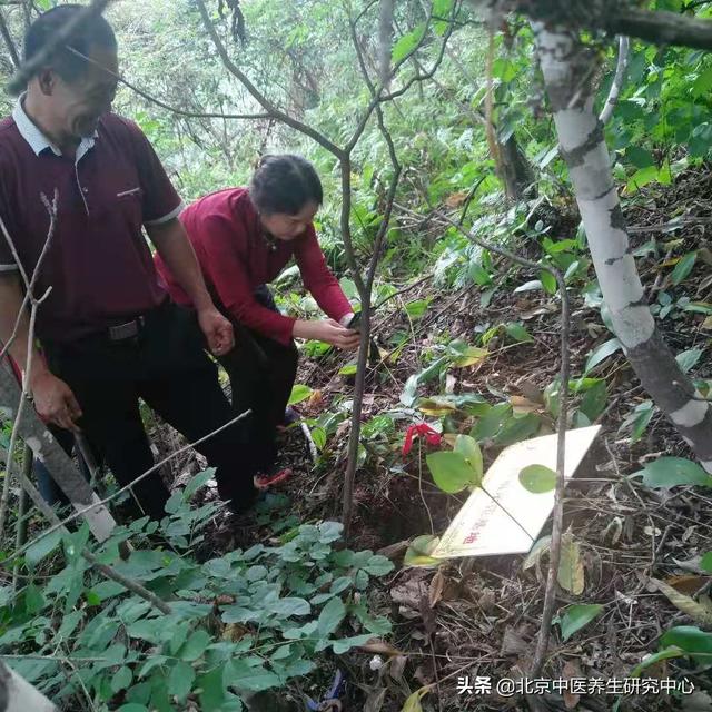 人参种植基地