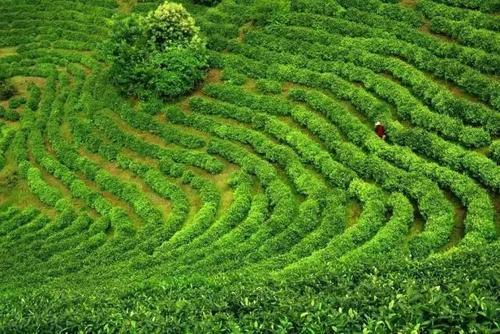 白茶标准化栽培关键技术，茶园管理方式，掌握好这几点增收增产