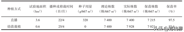 百日草直播栽培技术