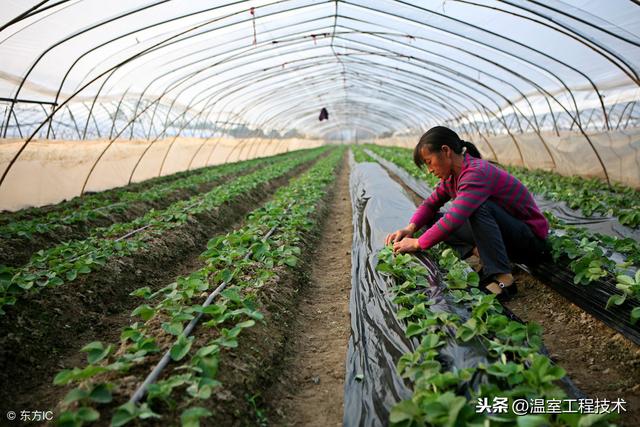 新农人刚做温室大棚种植怎么能不了解二十四节气蔬菜定植安排呢