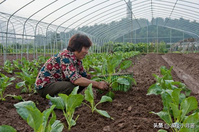 农民栽种瓜果蔬菜时，怎样让幼苗尽早缓苗快速生根成活？教你几招