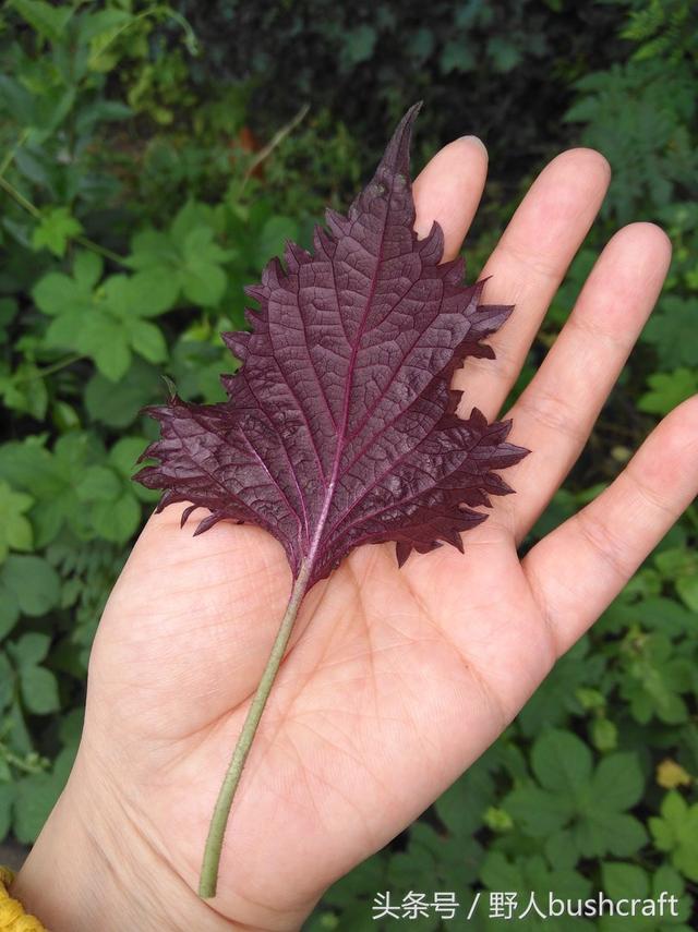 想给孩子补充DHA，植物也能办到！