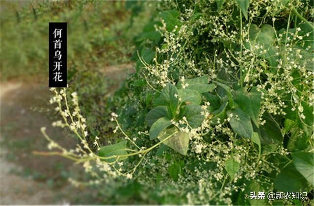 中草药、药用植物种植：何首乌人工栽培技术