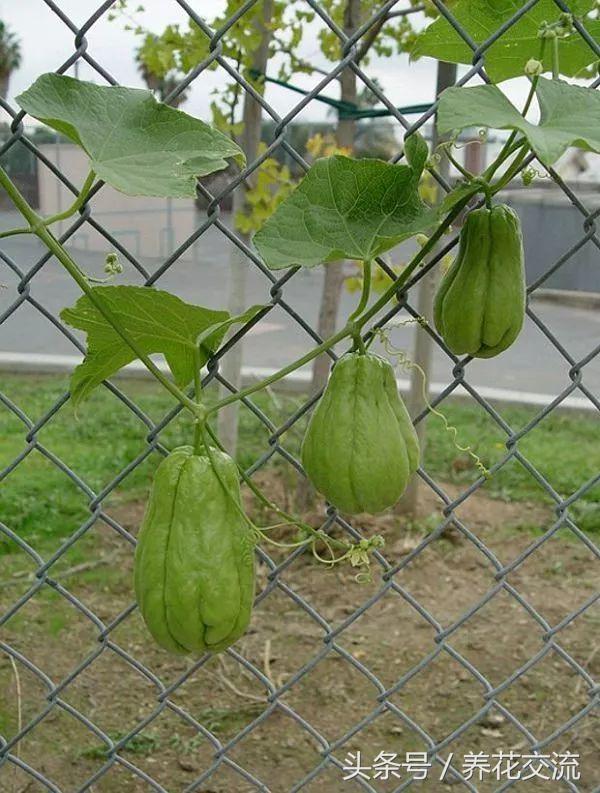 能够在花盆中爬藤生长的9种蔬菜，种多几盆就不用买菜了