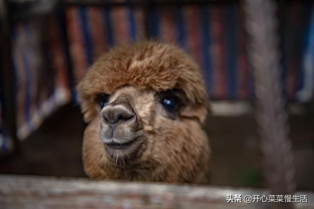 奇！广东小县城漫山遍野红似火，枫叶竟在春天变红，正是观赏季节