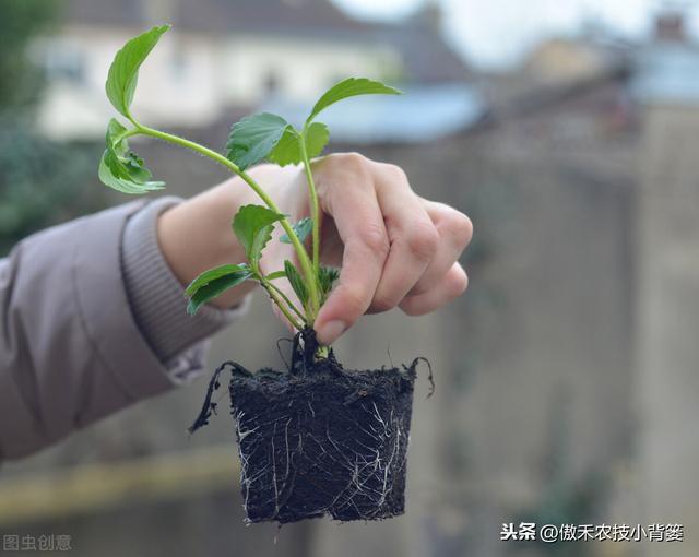 秋季草莓栽种正当时，掌握好移栽定植技巧，缓苗快、成活率高