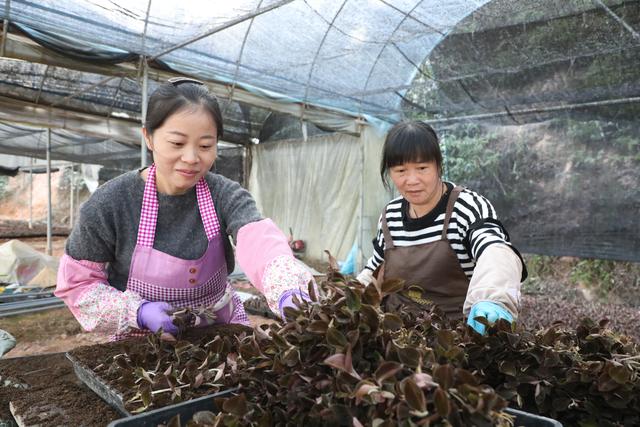 一棵“小金草”