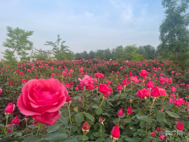 高质量发展看河南｜从花木种植到苗旅融合  新乡获嘉“花文章”育好“振兴苗”