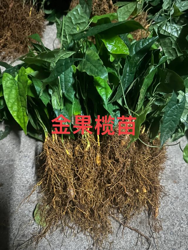 金果榄苗的种植参考