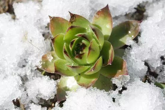 在花盆里栽种多肉植物需要注意的8个事项