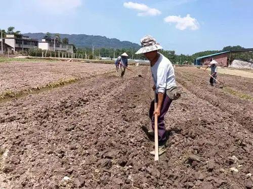 重庆本月栽种万亩速生叶菜！市民吃蔬菜有保障了