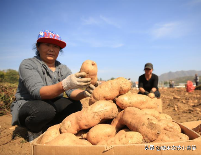 实现红薯高产多收并不难，种植管理技巧一定要掌握好