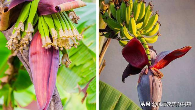 香蕉是如何种出来的？从育苗到收获，揭秘香蕉种植的全过程