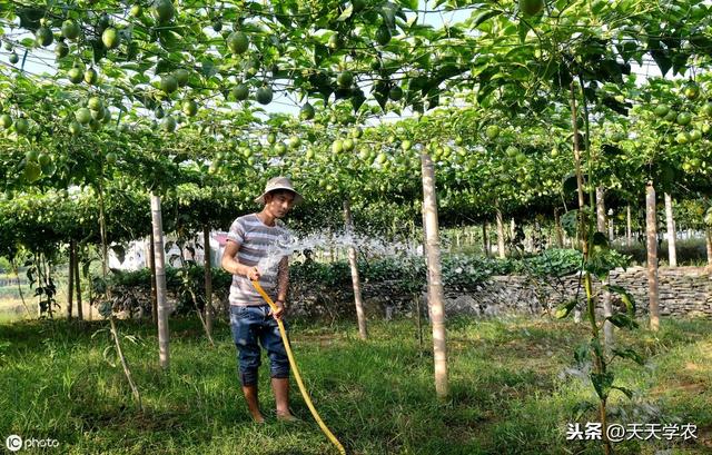 百香果咋种？选用良种、适地种植、合理栽培！产量和品质都差不了