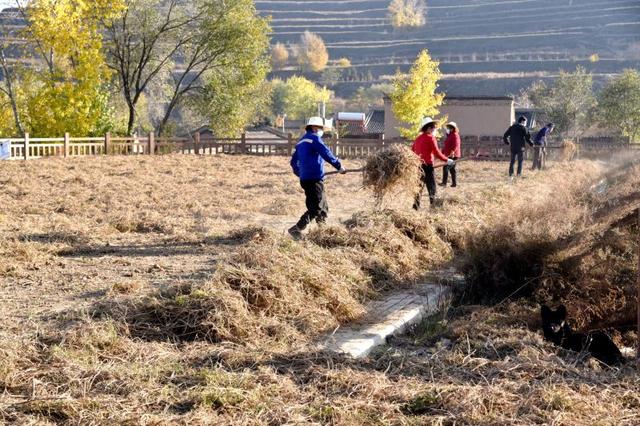 甘肃通渭：中药材迎来丰收季