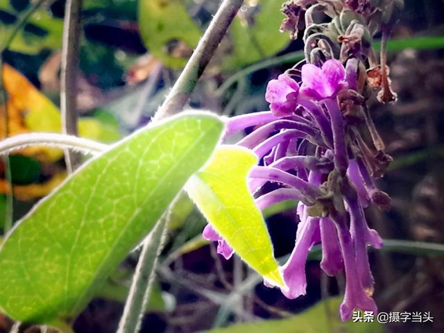 这种能让鱼“喝醉”的植物，有多达五十多个名字