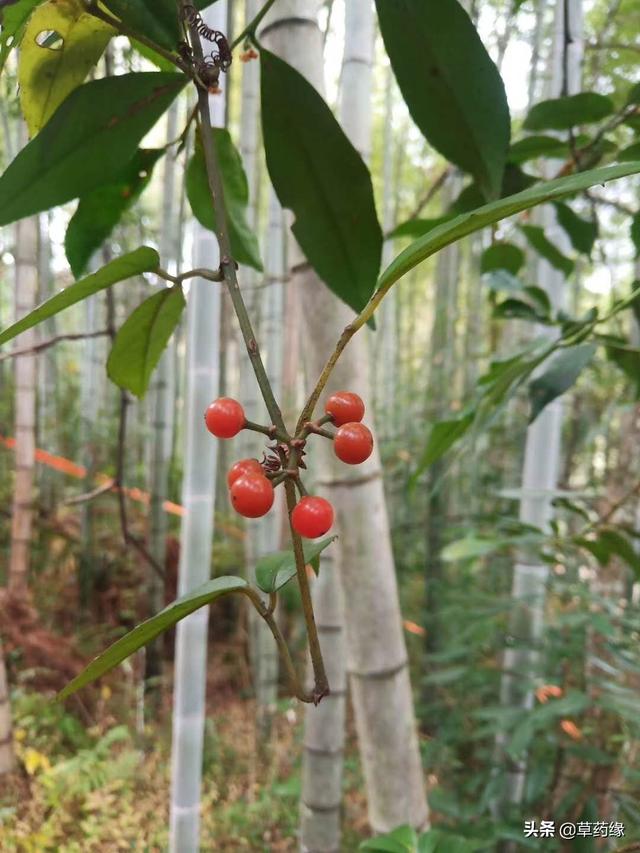 中草药“三叶青”如何进行林下栽培？（林下种植技术分享篇）