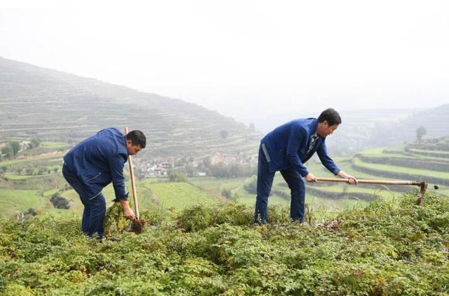 「分析」常见中药材种植管理回收的三个“不知道” 兰茂网