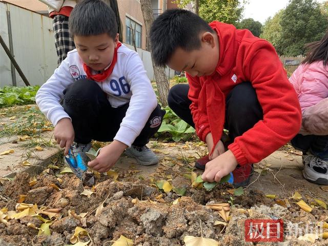 洪山菜薹怎么种？小学生在植物课堂体验蔬菜种植