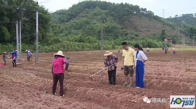 德庆紫淮山种植为农民增收带来希望