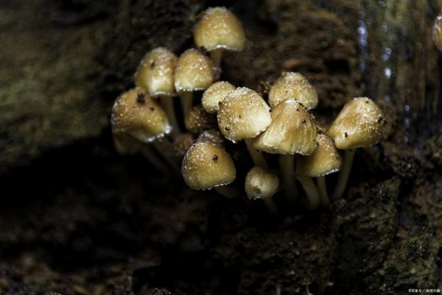 鸡枞菌人工栽培技术全解析：鲜美佳肴的诞生秘密