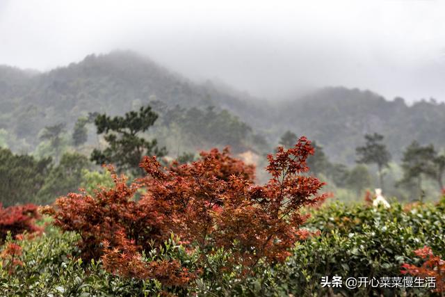 奇！广东小县城漫山遍野红似火，枫叶竟在春天变红，正是观赏季节