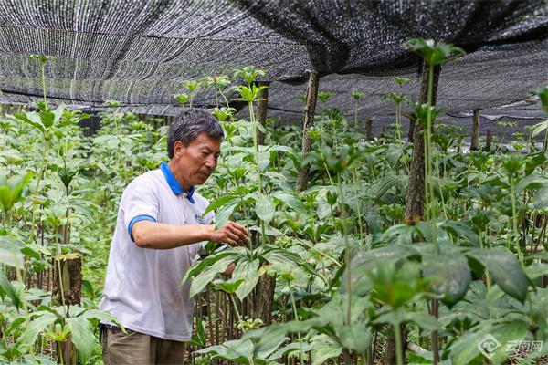 山水家园 甜蜜屏边丨深山重楼“初长成”