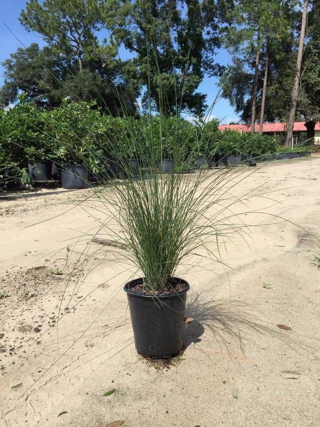 又到了粉黛乱子草花开灿烂的时节，在院子就能种，花朵如云雾