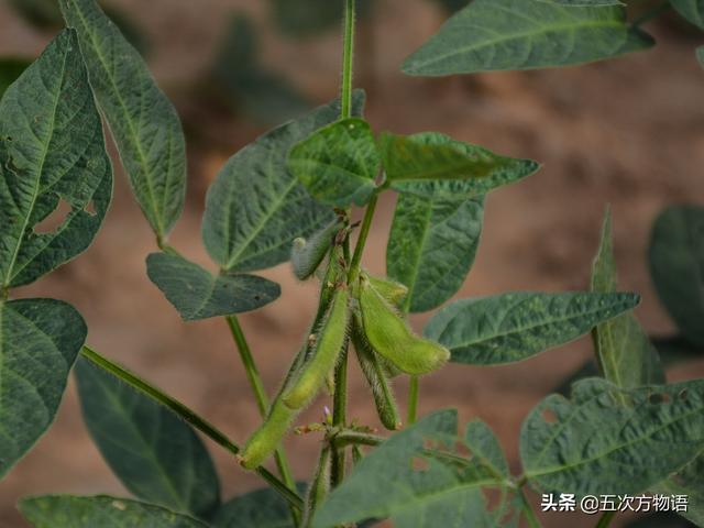 学习强国“挑战答题”中的植物学知识