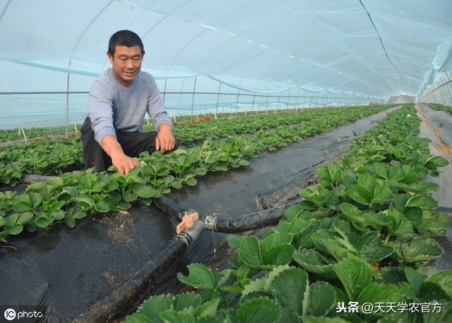 草莓定植没那么容易！掌握时间方法，做好植后管理，后期才轻松