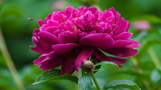 教你0基础栽种“花仙子”芍药，土壤选择很重要，明年开花美翻天