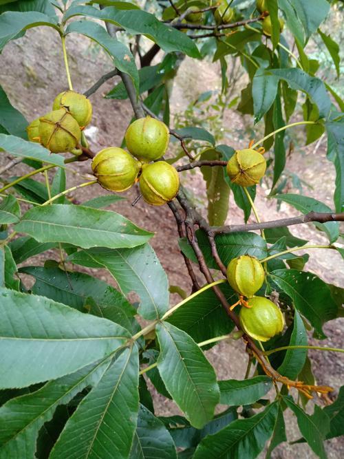 很全面的山核桃种植方案和管理技术，建议收藏