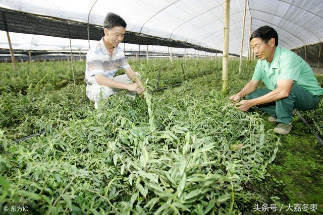 药用种植类——铁皮石斛种植方法