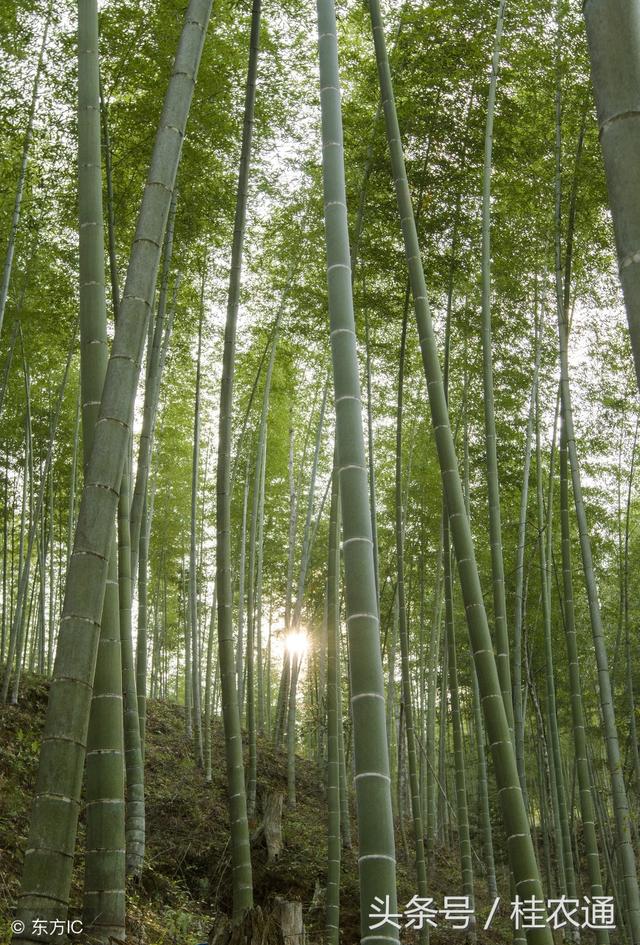 广西桂林林下有“三宝”，香菇木耳毛竹笋，生态绿色又美味养生