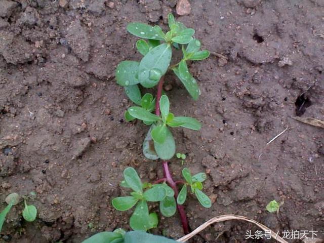 沂蒙山野菜系列之——蚂蚱菜