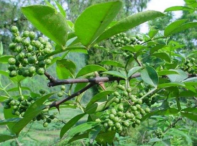 花椒树栽培技术 九叶青花椒生物学特性及育苗